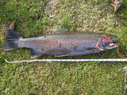 Wilson River Fishing Reports