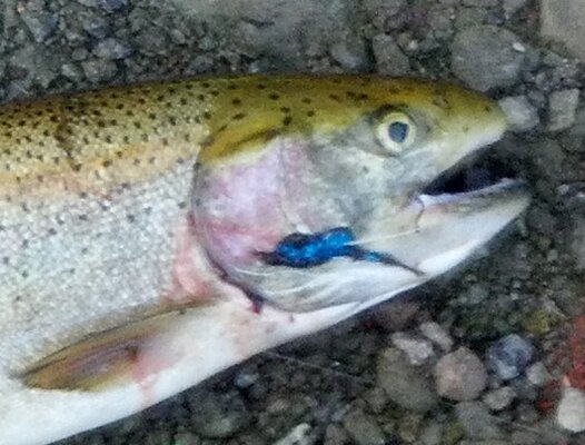 2013-09-02_07-54-28_545.crop.jpg