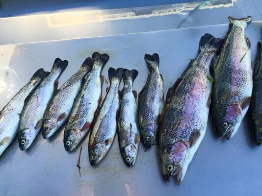 Aprils Big Creek catch Feb 22 2015.jpg