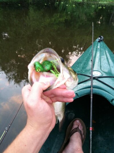 frog take.jpg