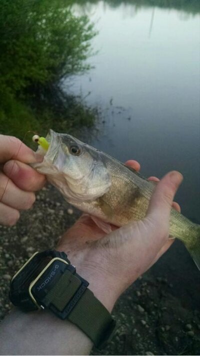 Largemouth bass.jpg