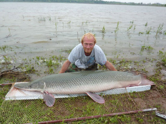 alligator gar.jpg alligator gar.jpg