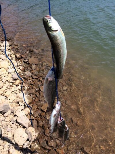 5 trout detroit lake.jpg