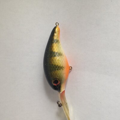 yellow perch.JPG