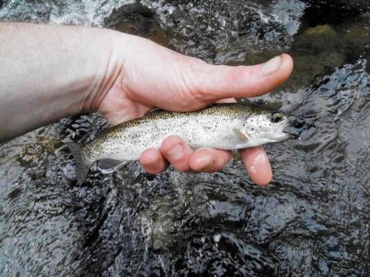 Salmon River, Welches Salmon River, Welches