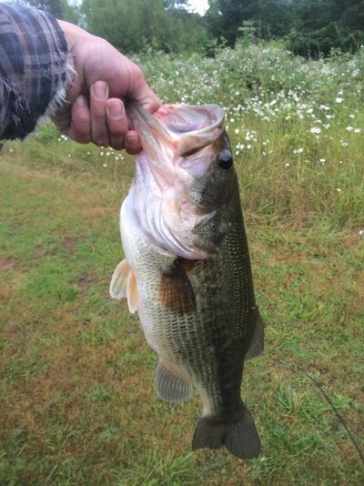 big bass.jpg