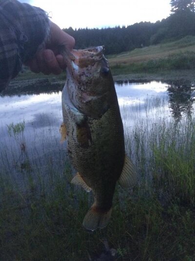 big bass 2.jpg