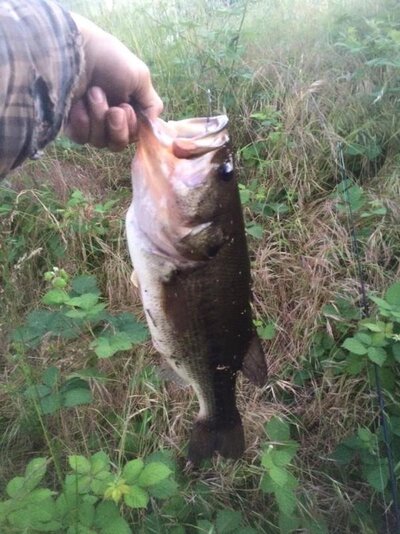 big bass 3.jpg