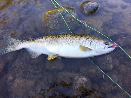 10.05_chinook.JPG