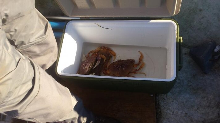 Netarts Crab.jpg Netarts Crab.jpg