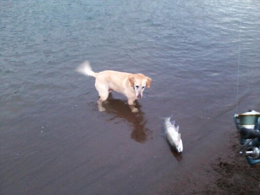 Kenya and Steelhead_012916.jpg