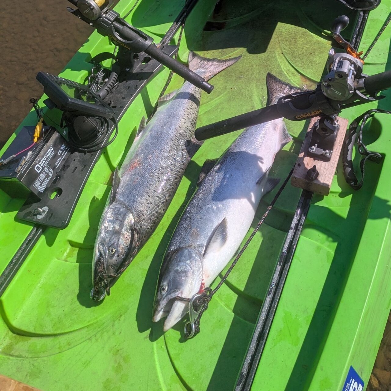 2025 Salmon Show OFF