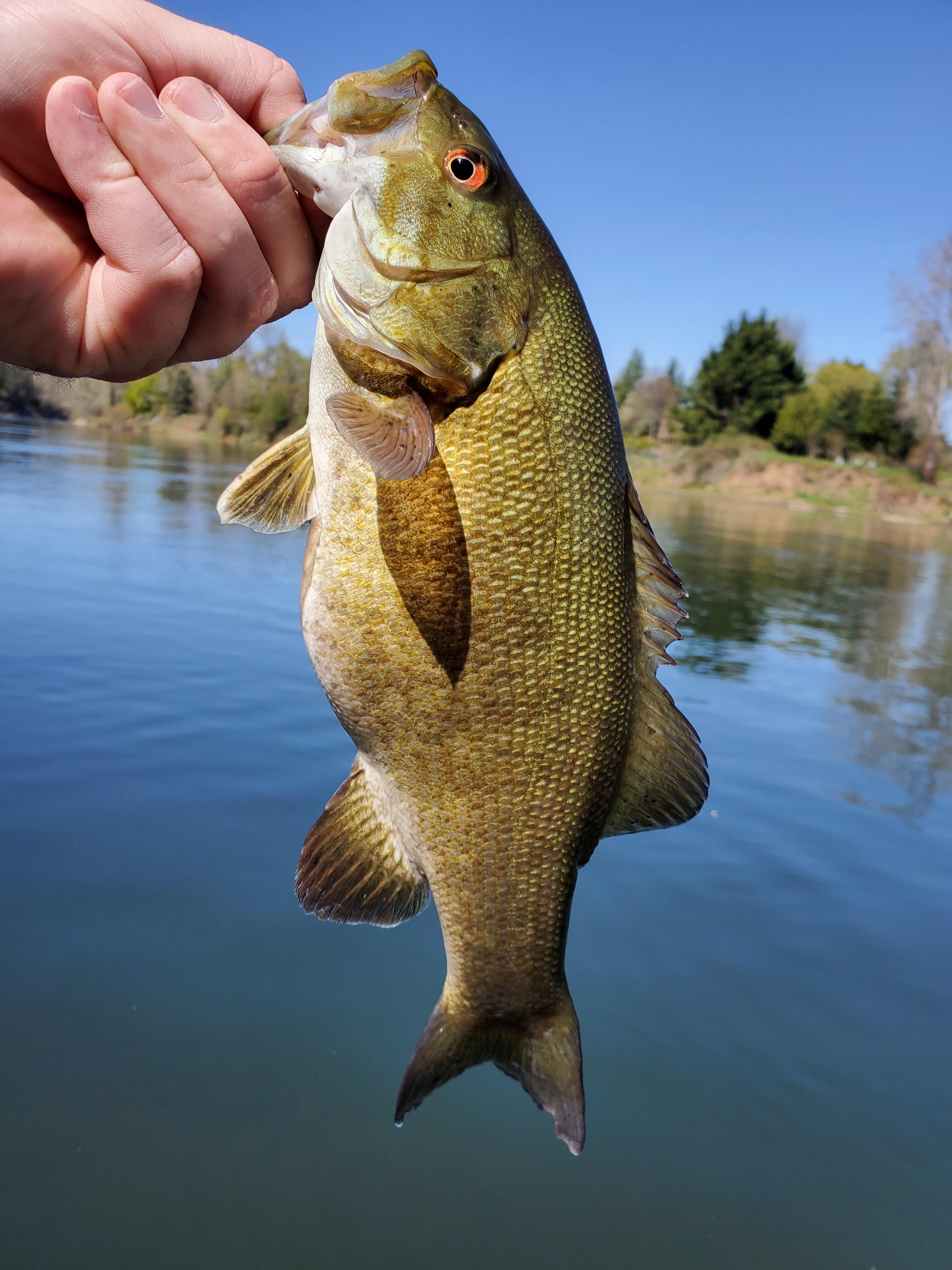 Umpqua River smallmouth bass fishing