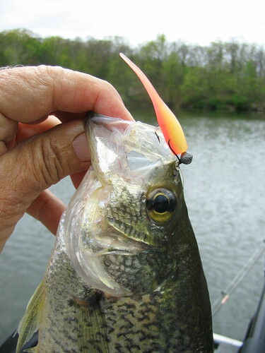 orange yellow spike tail crappie orange yellow spike tail crappie