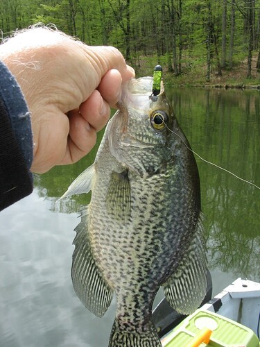 nice crappie on the pill nice crappie on the pill