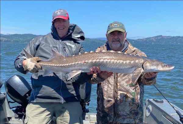 Pro guide Bob Rees with Dan Fitzgerald with a 49 keeper sturgeon from the lower Columbia River. The fish took a sand shrimp on May 22nd.  