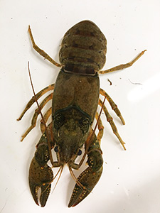 Northern crayfish