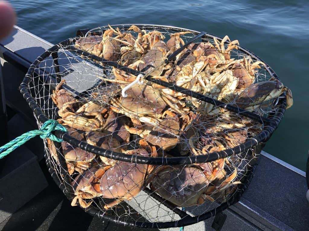 Bay Crabbing