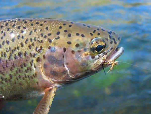 Oregon fishing report Eastern Redside